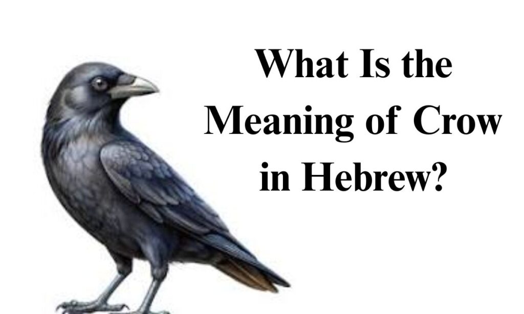 What Is the Meaning of Crow in Hebrew?