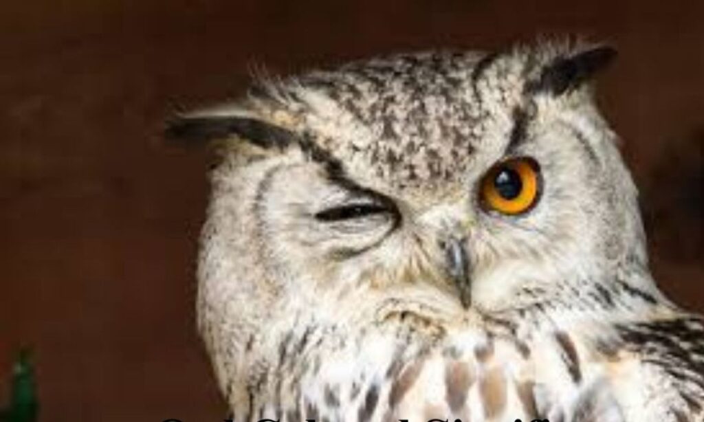 Owl Color Meanings
