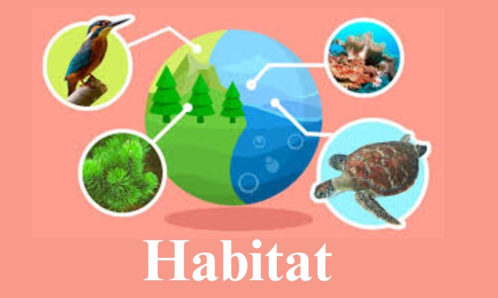Habitat
