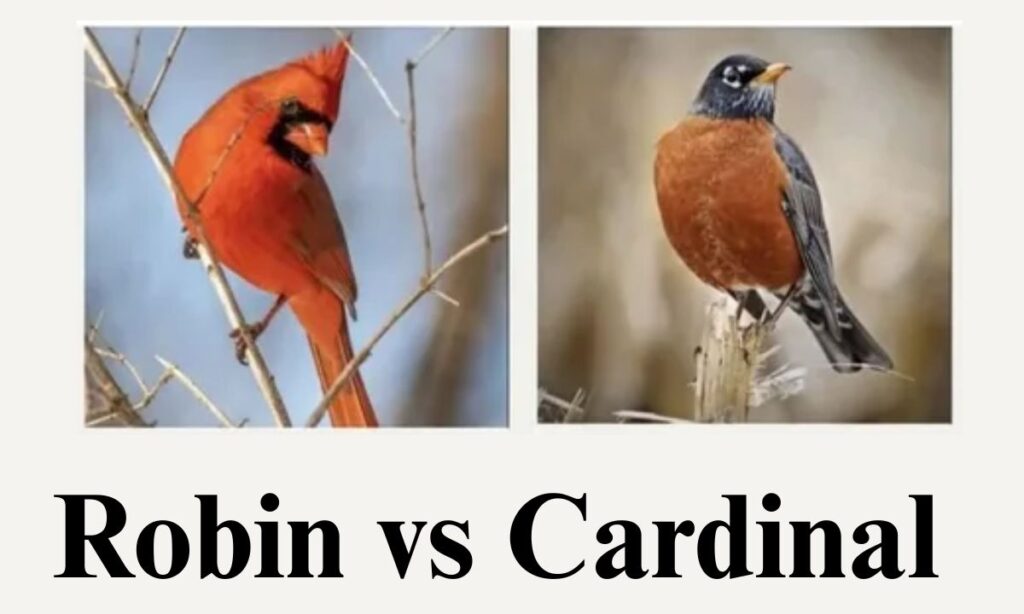 Robin vs. Cardinal