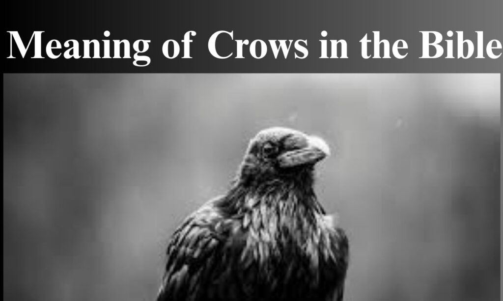 Meaning of Crows in the Bible