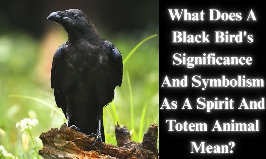 What Does A Black Bird's Significance And Symbolism As A Spirit And Totem Animal Mean?