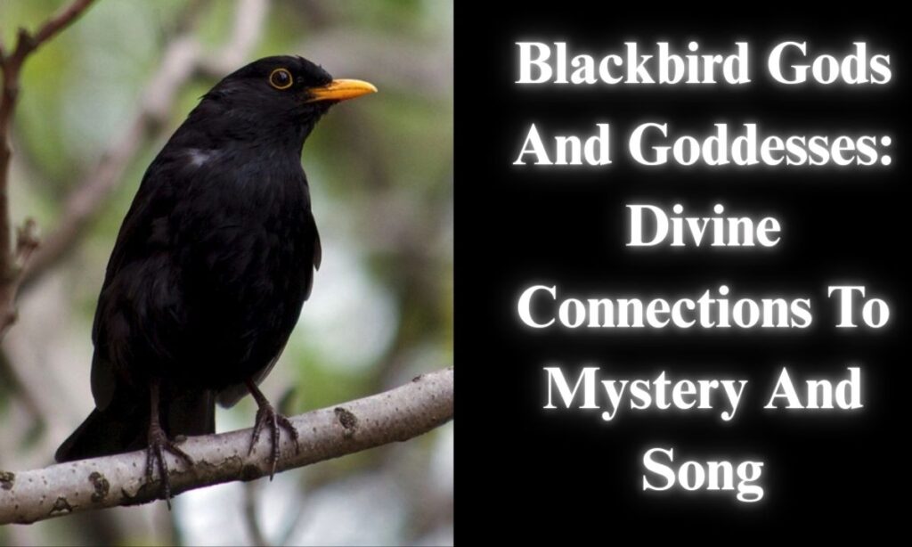 Blackbird Gods And Goddesses: Divine Connections To Mystery And Song