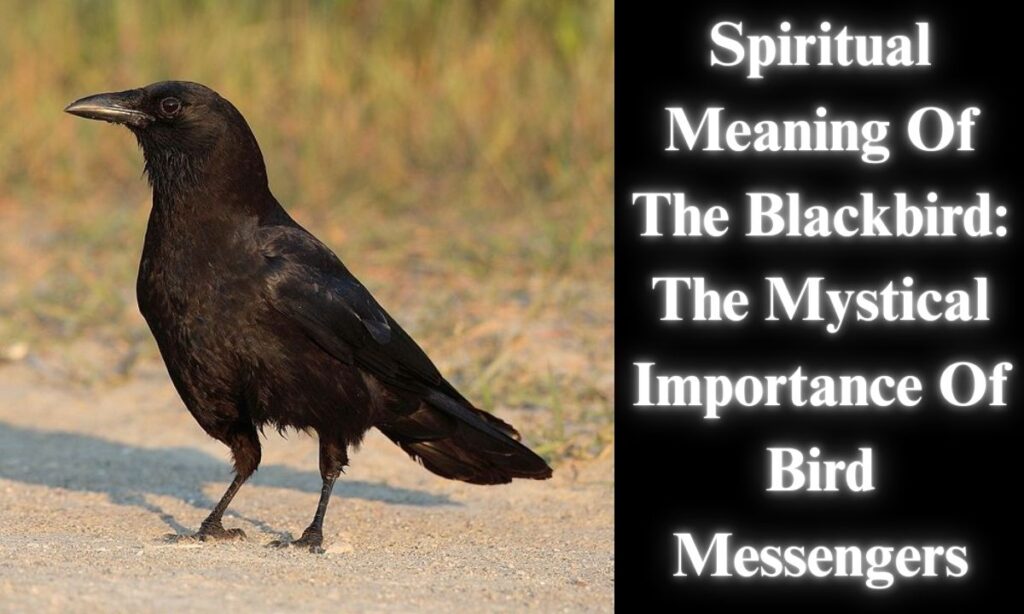 Spiritual Meaning Of The Blackbird: The Mystical Importance Of Bird Messengers