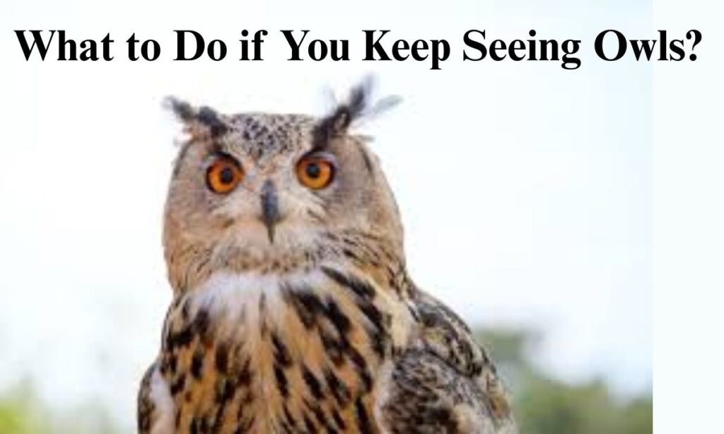 What to Do if You Keep Seeing Owls?