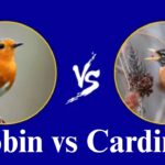Robin vs. Cardinal: Songs, Habitat & Identification