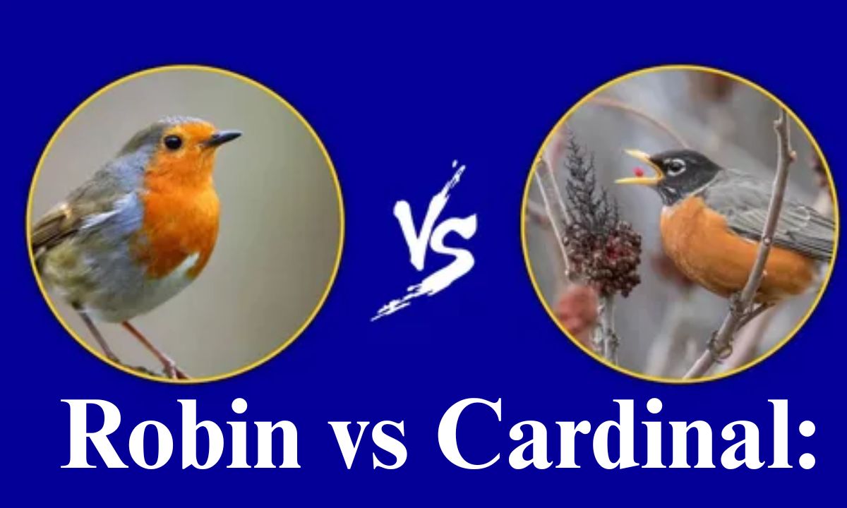 Robin vs. Cardinal: Songs, Habitat & Identification