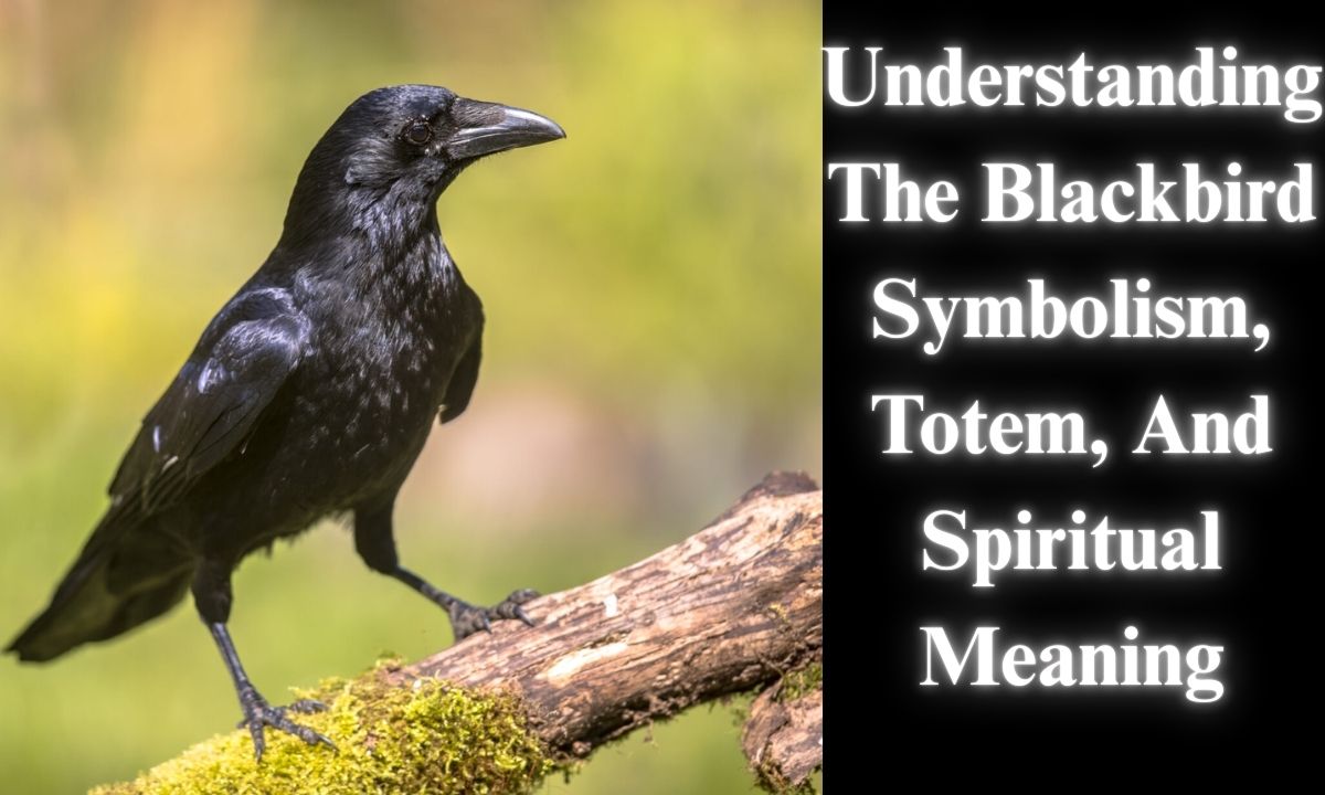 Understanding The Blackbird Symbolism, Totem, And Spiritual Meaning
