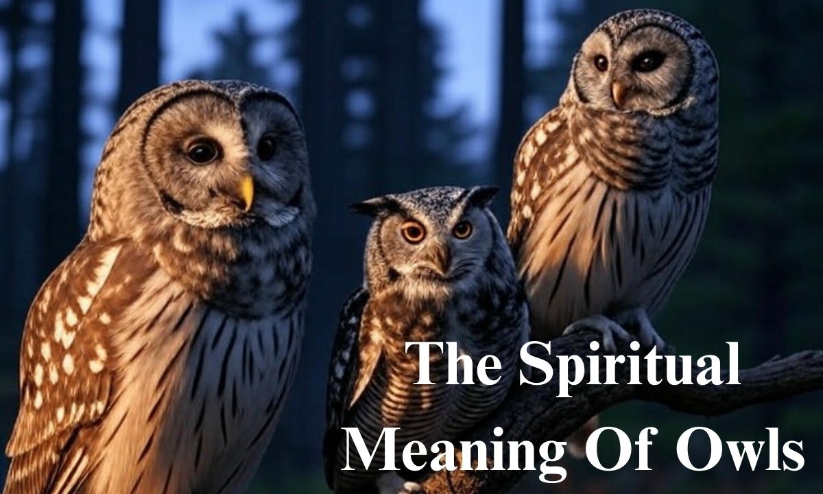 The Spiritual Meaning Of Owls + What To Do If They Keep Appearing To You