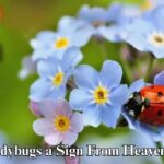 Are Ladybugs a Sign From Heaven?
